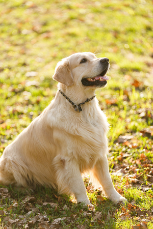 Photo of retriever in collarの写真素材
