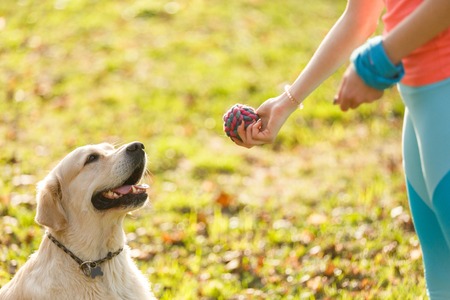 Woman giving ball to labradorの写真素材