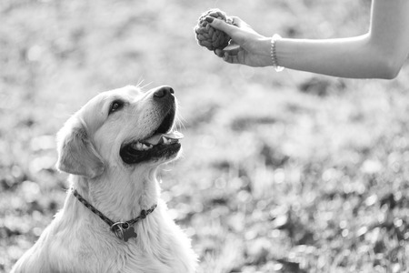 Black -white photo of dogの写真素材