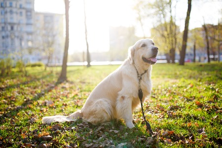 Labrador in collar on lawnの写真素材