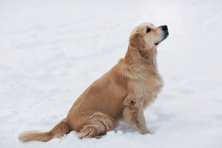 Photo of labrador on winter walkの写真素材