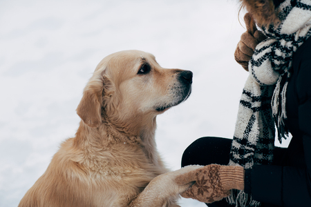 Photo of labrador giving paw to woman in black jacket in winter dayの写真素材