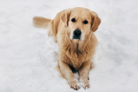 Picture of dog sitting on snow at winter walkの写真素材