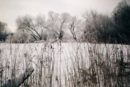 Photo of old grass in snowy forestの写真素材