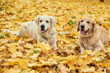 Two golden retrievers in the leaves in the park