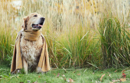 golden retriever in an autumn park with a scarfの写真素材