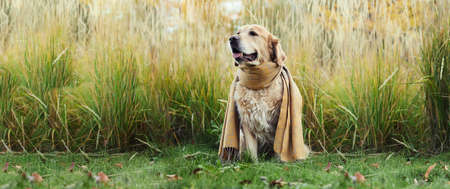 golden retriever in an autumn park with a scarfの写真素材