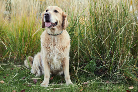 golden retriever in autumn park on green grassの写真素材