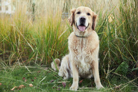 golden retriever in autumn park on green grassの写真素材