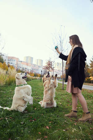 Girl trains two golden retrievers in the park on green grassの写真素材