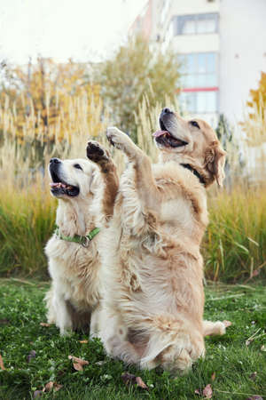 two golden retrievers carry out the command of the owner.の写真素材