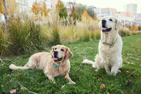 Golden retrievers in the park on green grassの写真素材