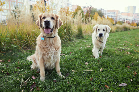 Golden retrievers in the park on green grassの写真素材