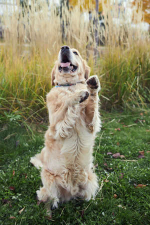 golden retriever in autumn park on green grassの写真素材