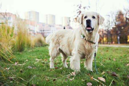 golden retriever in autumn park on green grassの写真素材