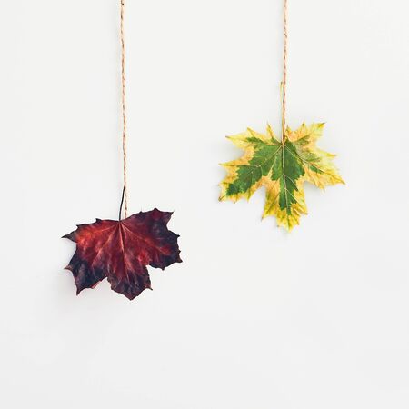 Modern hipster layout with maple autumn leaf creative on white background for decorative design. Flat lay, top view. Holiday background. Flat lay creative photo. Bright fall leaves. Autumn mockup.の写真素材