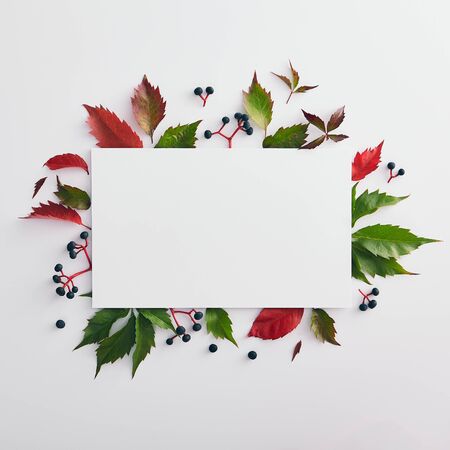 Seasonal minimal composition - Vine red and green leaves background with white copy space. Fall fashion mockup. Autumn botanical concept. Floral card nature. Autumn minimal design. Flat lay.の写真素材