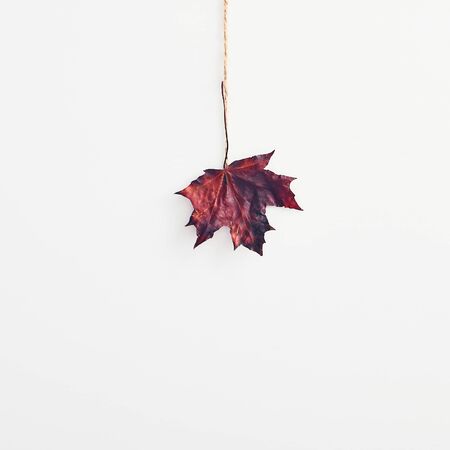 Modern hipster layout with maple autumn leaf creative on white background for decorative design. Flat lay, top view. Holiday background. Flat lay creative photo. Bright fall leaves. Autumn mockup.の写真素材