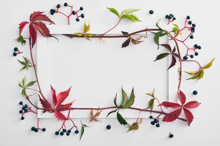 Autumn vines frame - Red and green ivy on white background. Eco green nature forest background template. Poster for concept design. Modern floral background.の写真素材