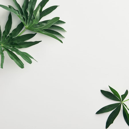 Exotic leaves on white background. Tropical branches frame