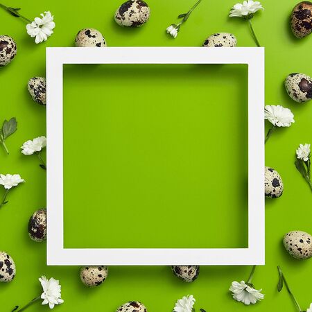 Spring minimal concept. Creative easter flat lay. Quail eggs with flower top view. Green background. White paper frameの写真素材