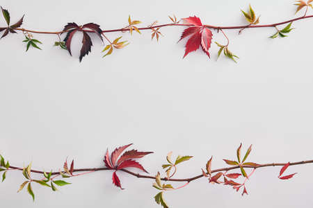 Empty floral frame with black elderberry branches. Elderflower berries on twigs composition isolated on white background. Decorative border with sambucus and leaves. Fall harvesting season conceptの写真素材
