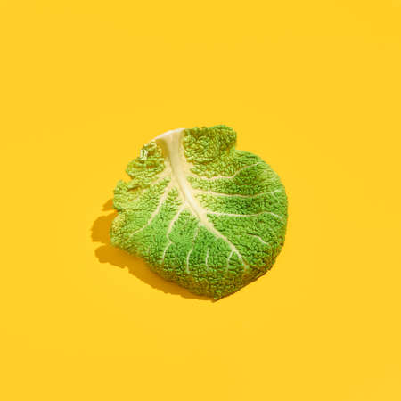 Cabbage leaves on yellow background. Savoy cabbage in sunlight with hard shadow. Garden, spring, summer, grow concept.の写真素材