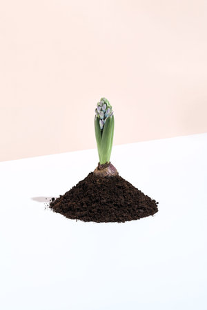 Hyacinth flower in soil heap on white table. Minimal creative spring background. Nature, spring,...