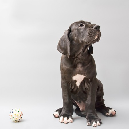 Puppy of a German mastiff. Studio shooting. Grey background.の写真素材