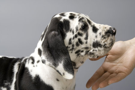 Puppy of a German mastiff.  Studio shooting. Grey background.の写真素材
