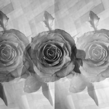 Rose(s) in black and whiteの写真素材
