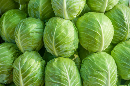 the close up of green fresh cabbageの写真素材