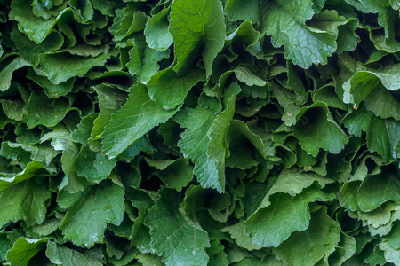 Indian Leafy vegetable background / Textureの写真素材