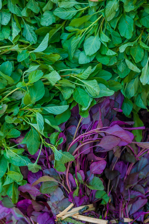 Indian Leafy vegetable background / Textureの写真素材