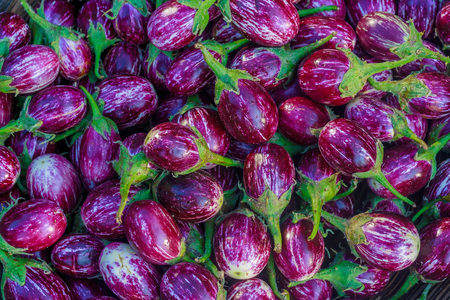 The Close up of purple colored eggplants / brinjalの写真素材
