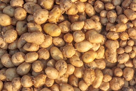 Close up of Potatoes background / textureの写真素材