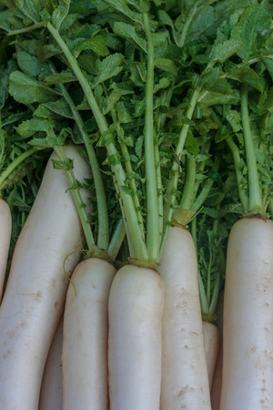 the close up of fresh Radishes background / textureの写真素材