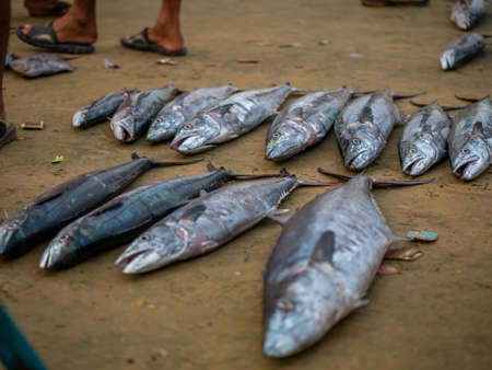 Fresh fish catch on sale at local fish market in Maharashtra, Indiaの写真素材