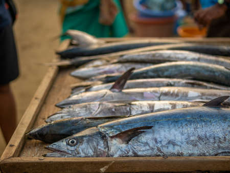 Fresh fish catch on sale at local fish market in Maharashtra, Indiaの写真素材