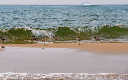 Group of Seagulls at neat and clean beach of coastal Maharashtraの写真素材