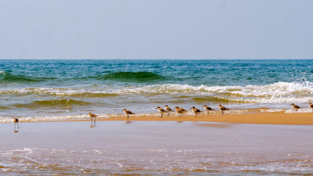 Group of Seagulls at neat and clean beach of coastal Maharashtra