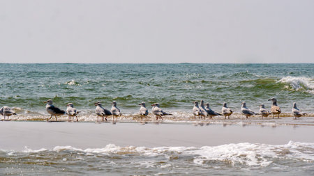 Group of Seagulls at neat and clean beach of coastal Maharashtraの写真素材