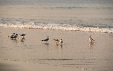 SeagullsÂ at Arabian sea at Tarkarli, Malvanの写真素材