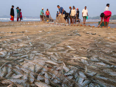 Malvan, India - December  20, 2021 : Indian fishermen with freshly catched fish and fishing net at the seashore.のeditorial素材