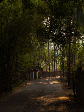 Malvan, INDIA - December 19, 2021 : Picturesque lane of a small Indian village in Konkan surrounded by coconut trees. Vertical or portrait orientation.のeditorial素材