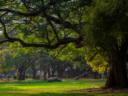 Huge trees and lush green lawn from Garden city of India, Bangalore or Bengaluru. Tourist attraction...