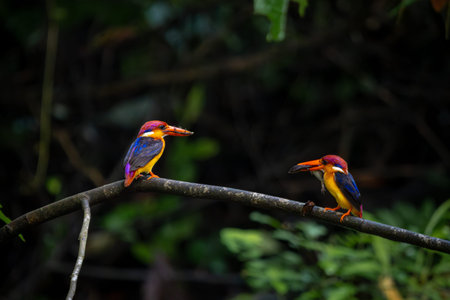 A riot of colours, Oriental Dwarf Kingfisher or ODKF birds are found in tropical, moist, dense forests, and they feed on insects, lizards, and frogの写真素材