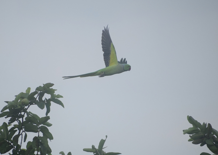 Green parrot flyingの写真素材