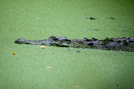 crocodile hiding in moss in the waterの写真素材