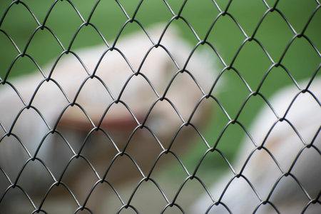 fence obstacle of photography bird